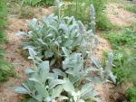 Stachys byzantina